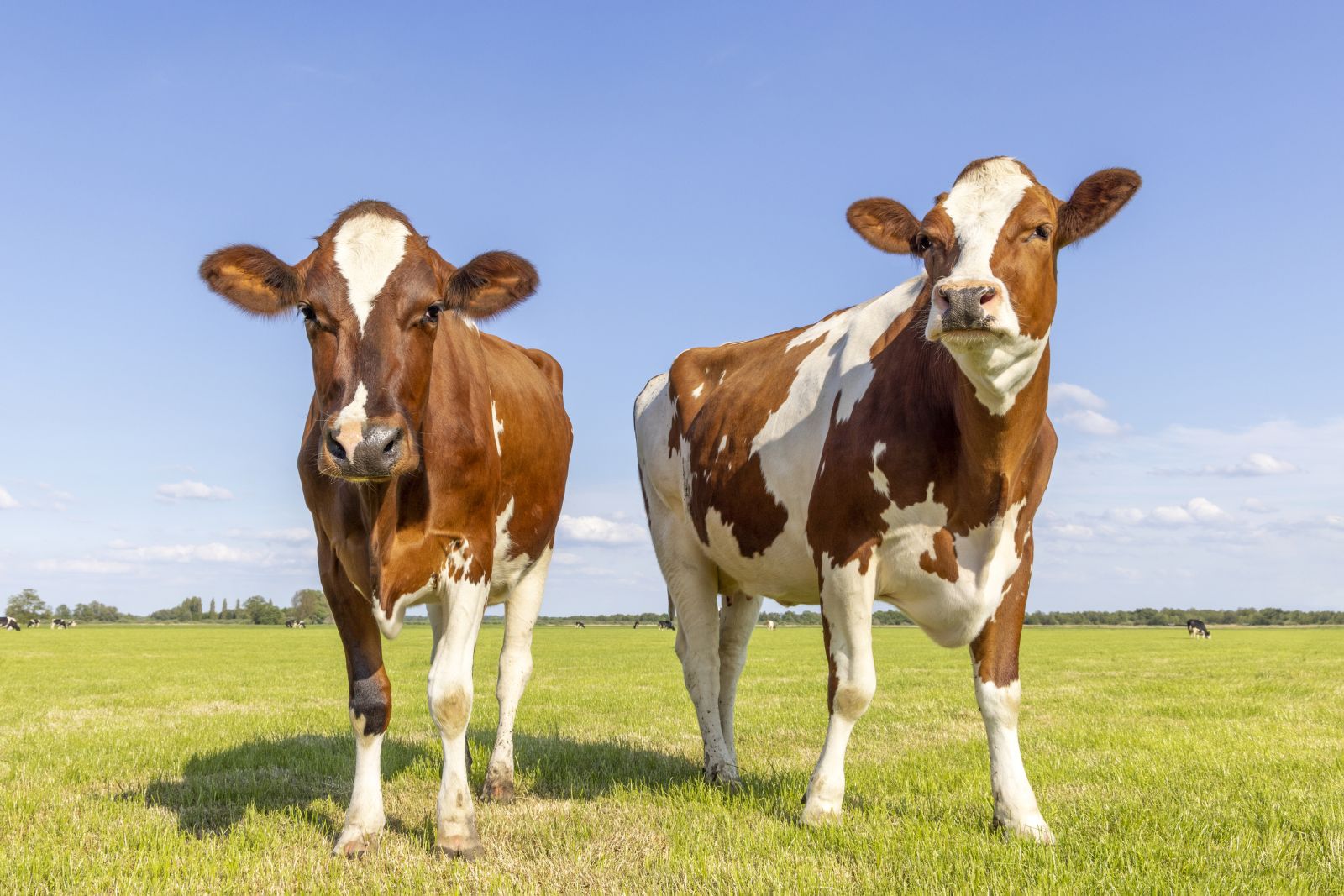 Cattle Fall on Tuesday as Beef Slide Continues