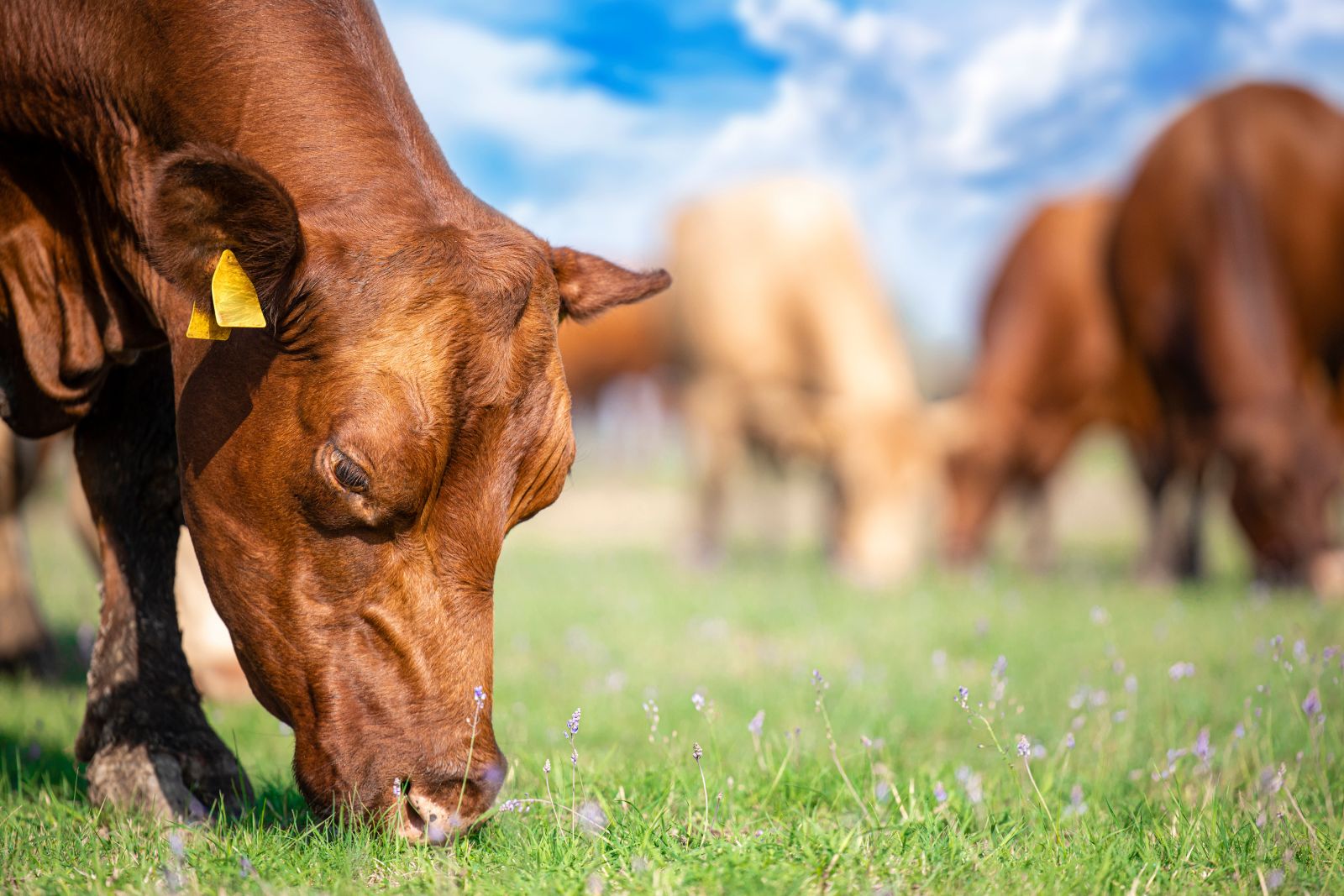 Cattle Look to Friday After Thursday Losses