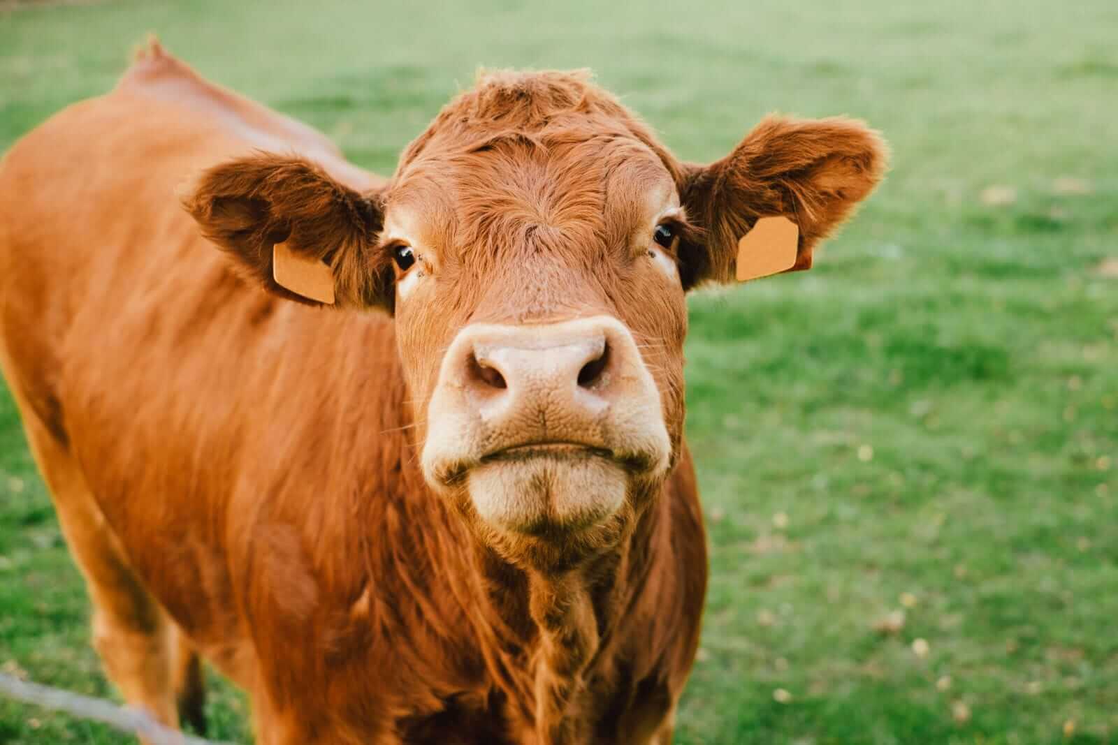 Cattle Look to Tuesday as Beef Weakness Continues