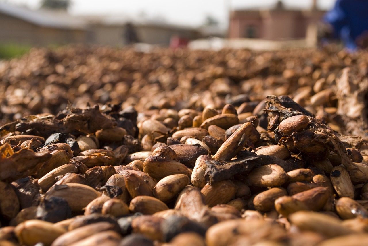 Cocoa Prices Slump on Abundant Ivory Coast Supplies