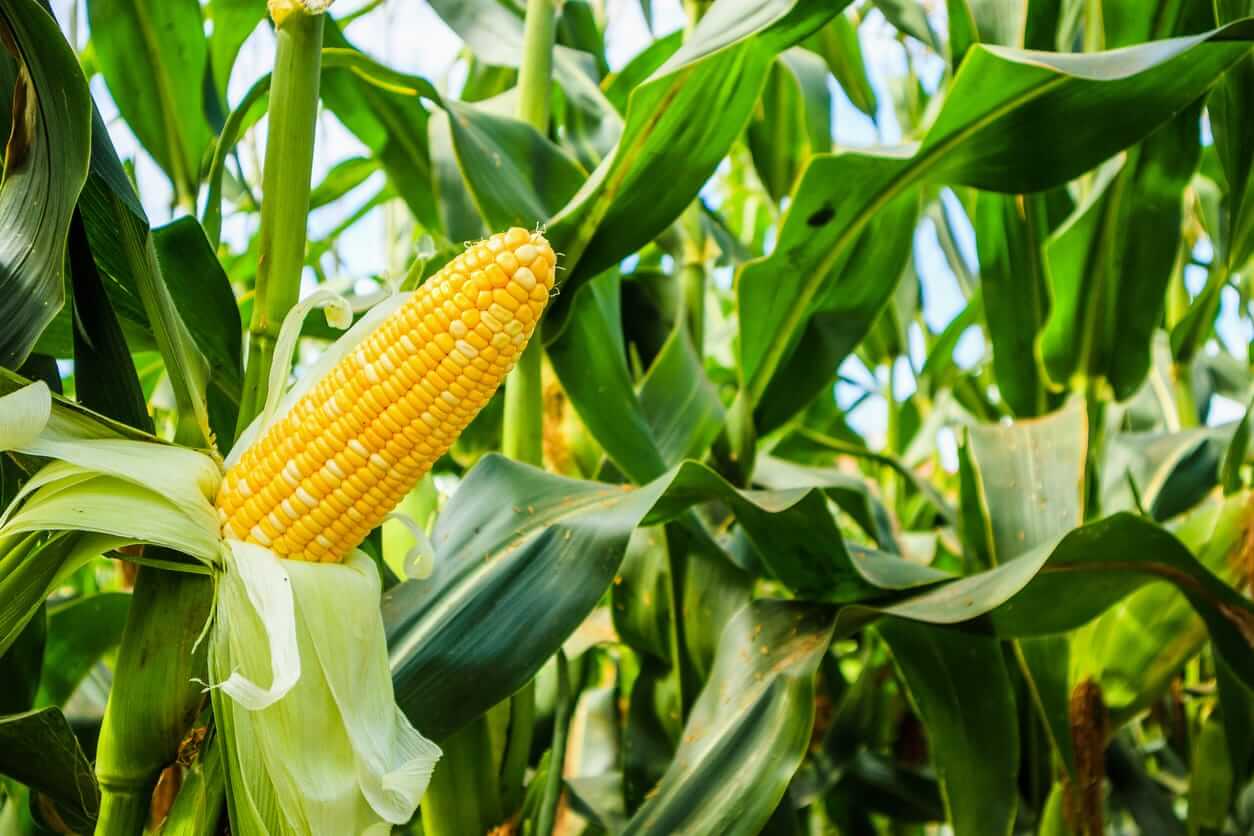 Corn Fades Lower on Thursday