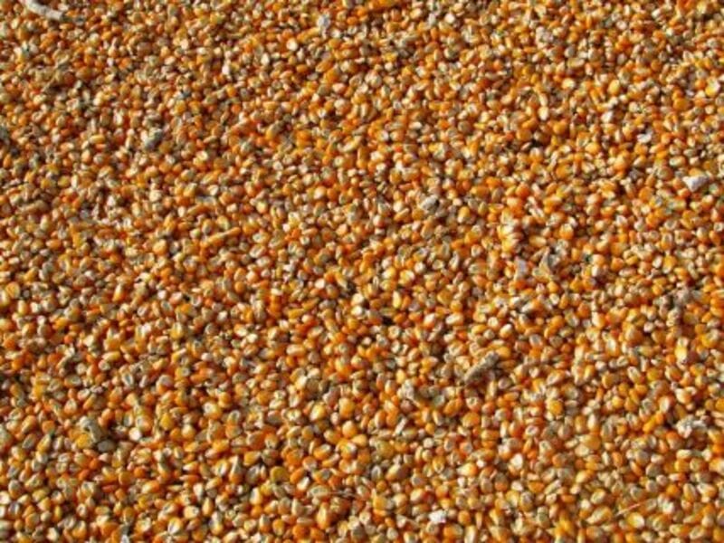 Corn Holding Firmer Ahead of USDA Report