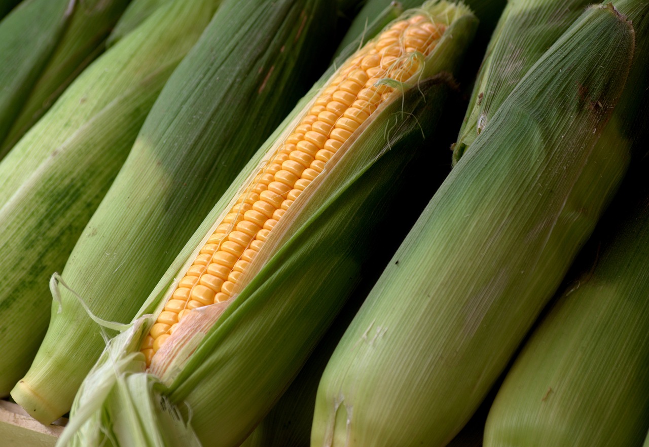 Corn Facing Midday Losses, Still Off Early Lows