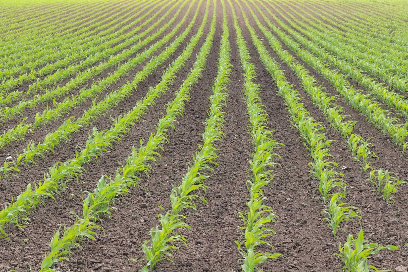 Corn Trading with Thursday Losses