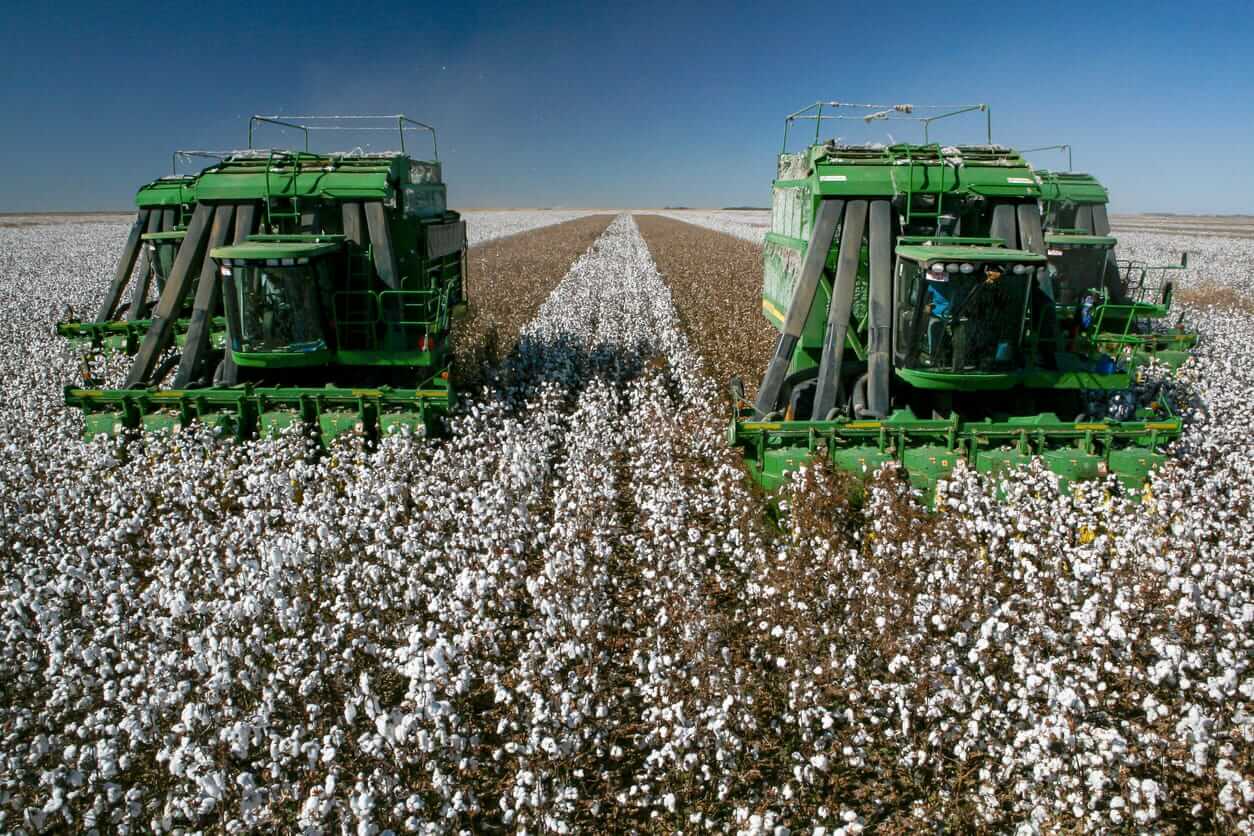 Cotton Posting Early Monday Rally