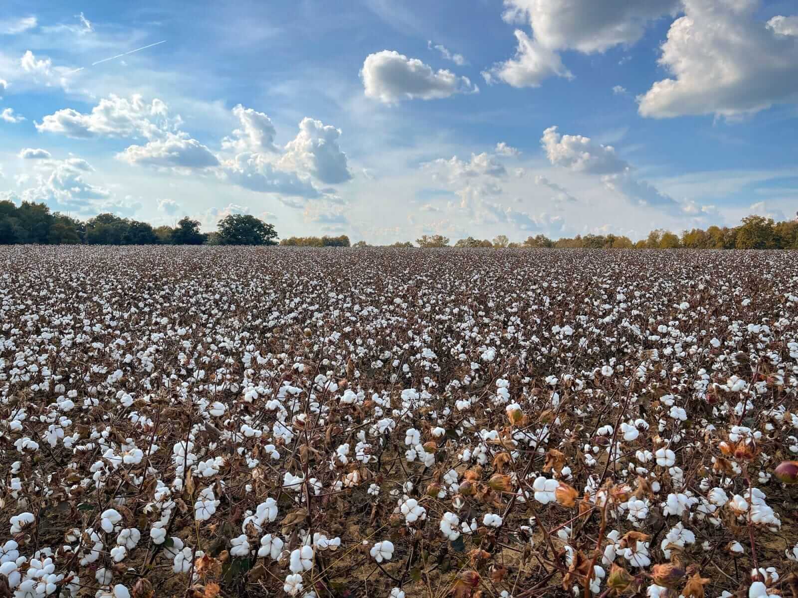 Cotton Posting Monday Gains | Nasdaq