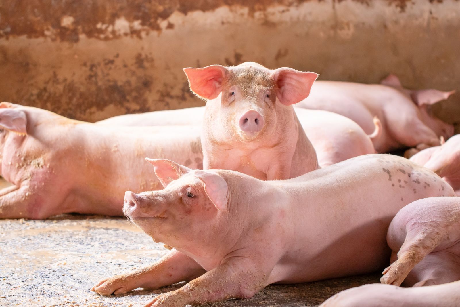 Hogs Closed Mixed on Friday, as Pork Sees Some Strength