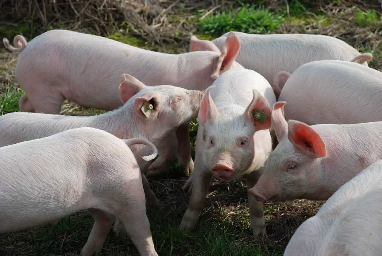 Hogs Look to Monday Trade
