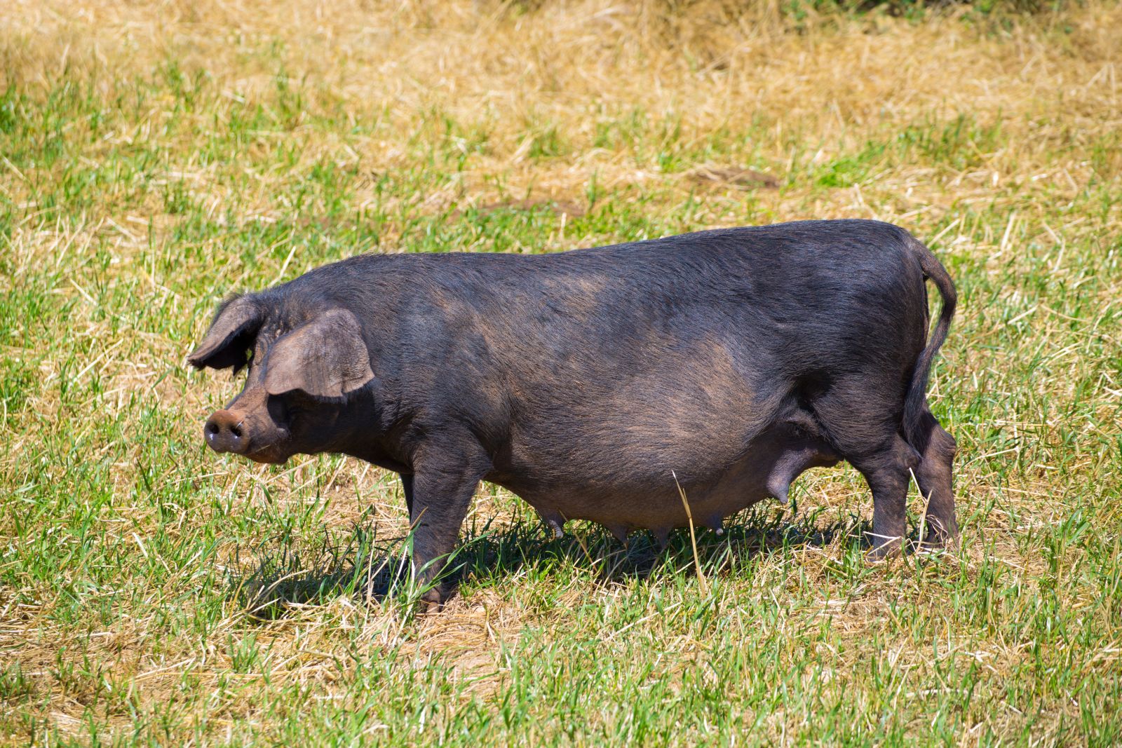 Hogs Fall Lower on Monday
