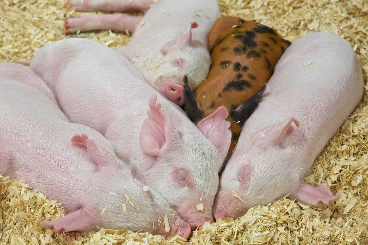 Hogs Posting Midweek Bounce on Wednesday