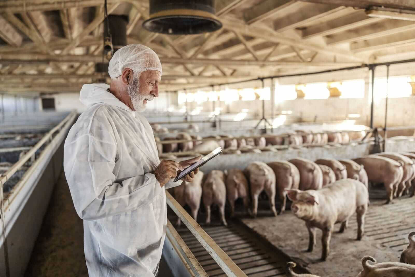 Hogs See Mixed Action on Monday