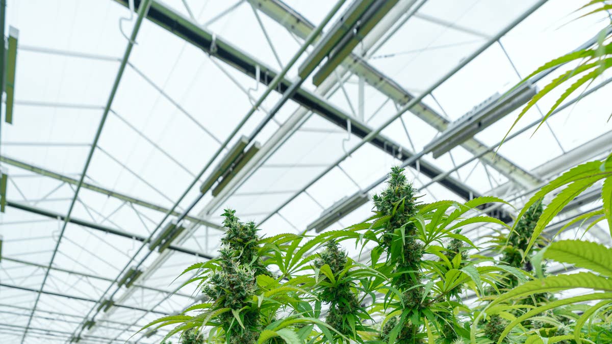 Major cannabis company closes 2 facilities, cuts 211 jobs