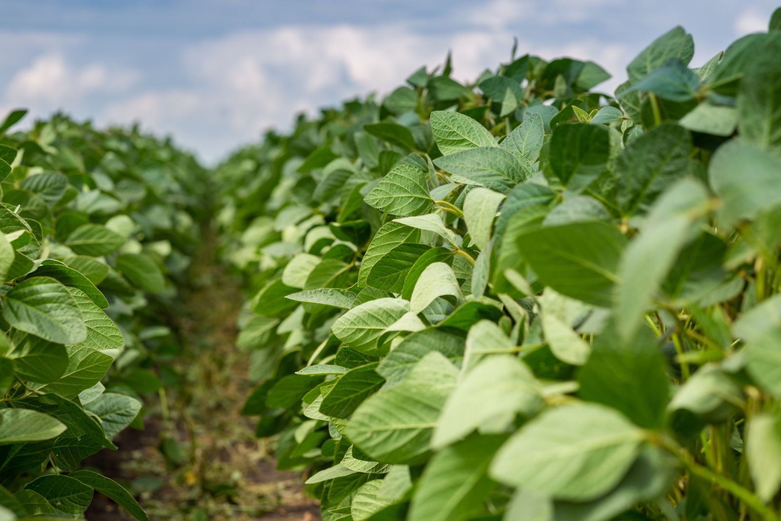 Soybeans Post Late Session Gains on Tuesday