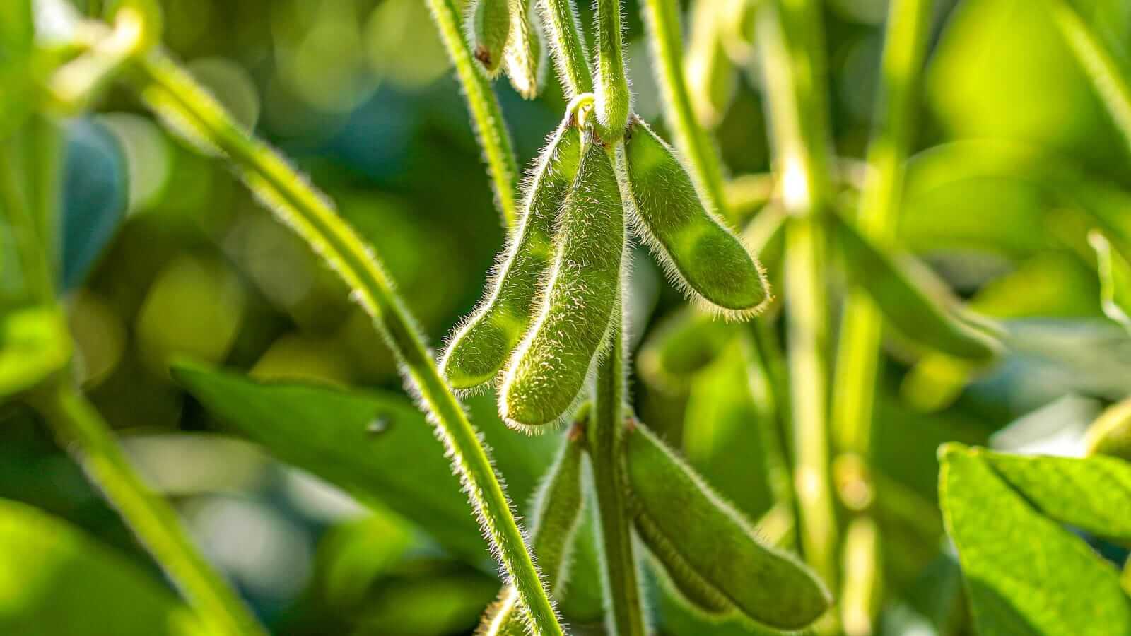 Soybeans Showing Steady Friday AM Trade