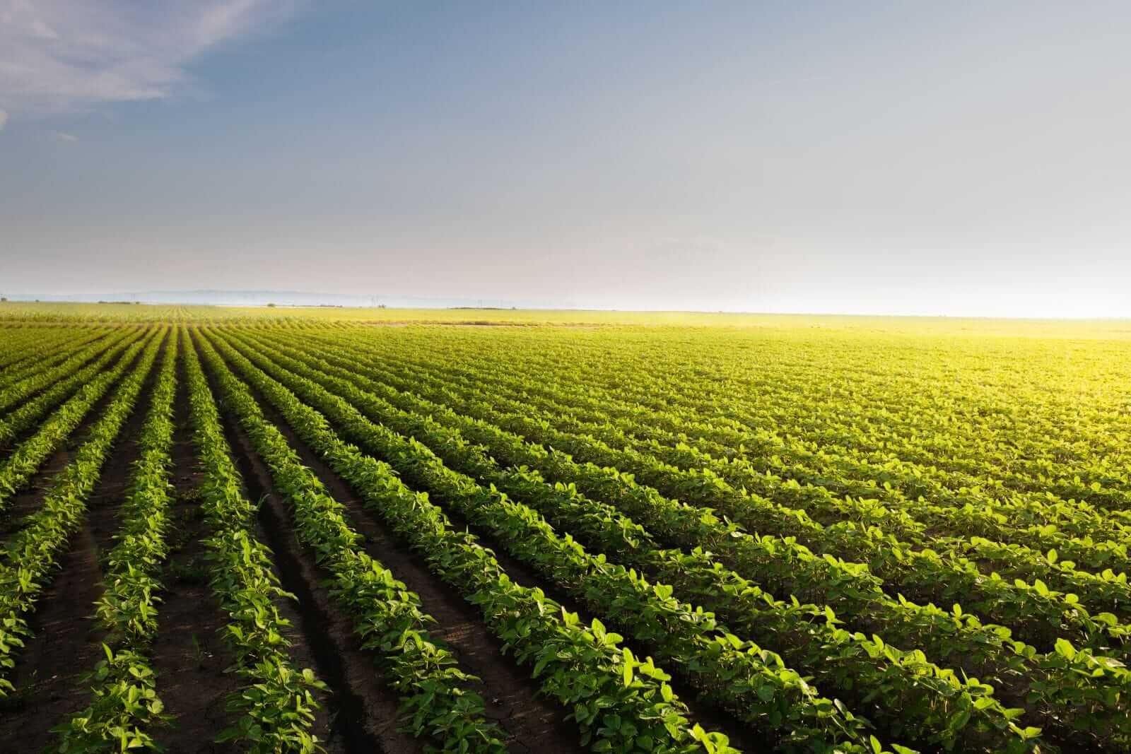 Soybeans Slip Lower on Tuesday