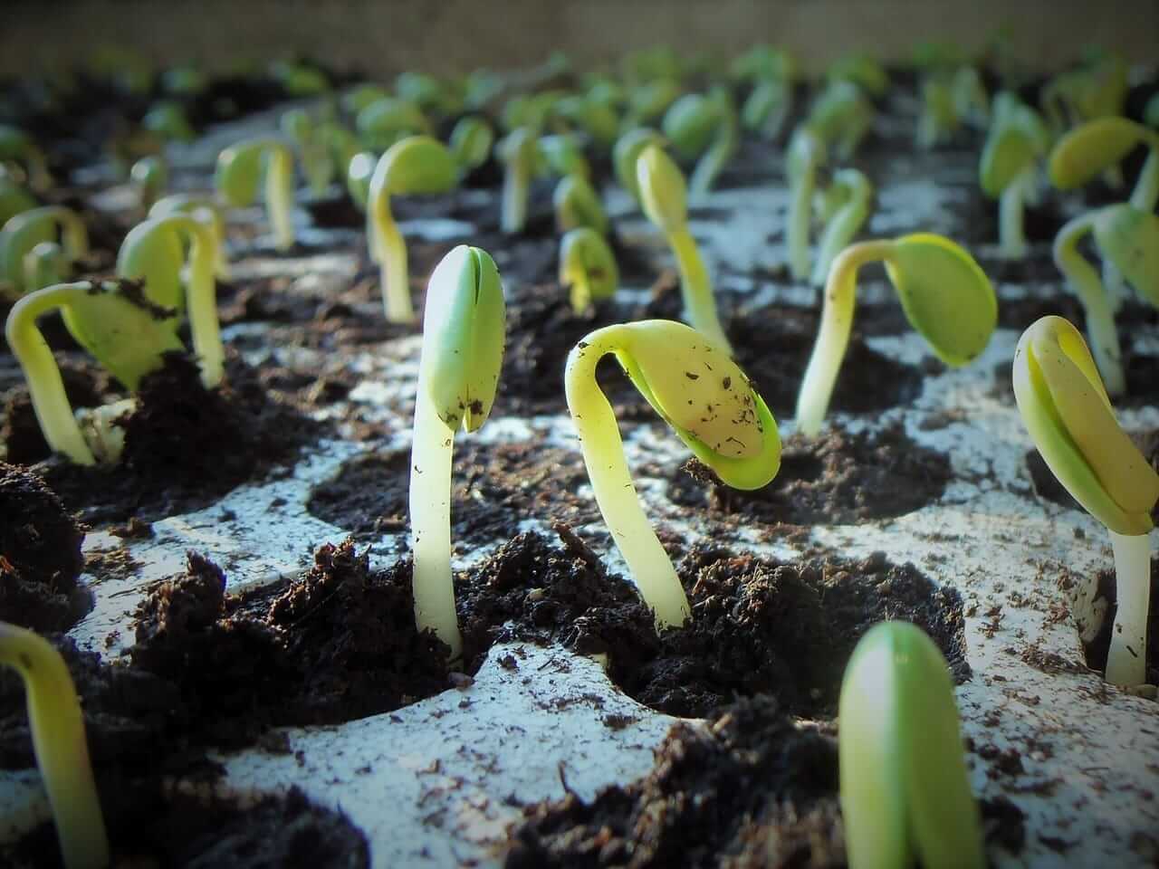Soybeans Posting Mixed Action on Wednesday