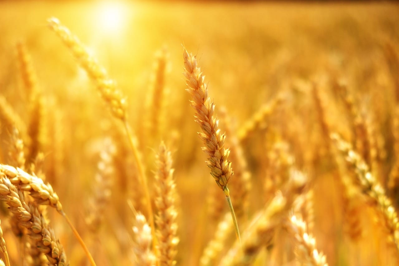 Wheat Leads the Grains Rally on Friday