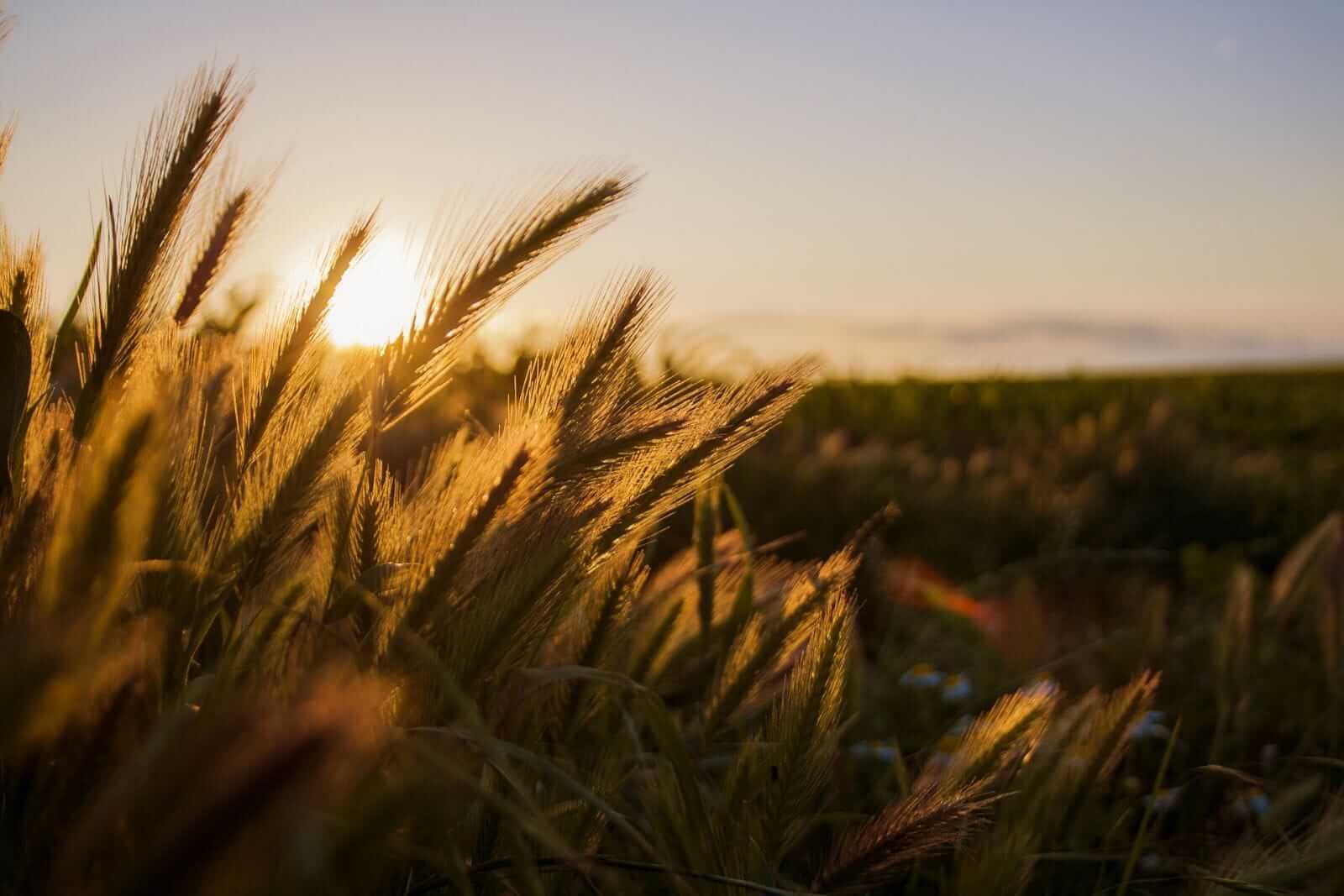Wheat Falling Back on Tuesday