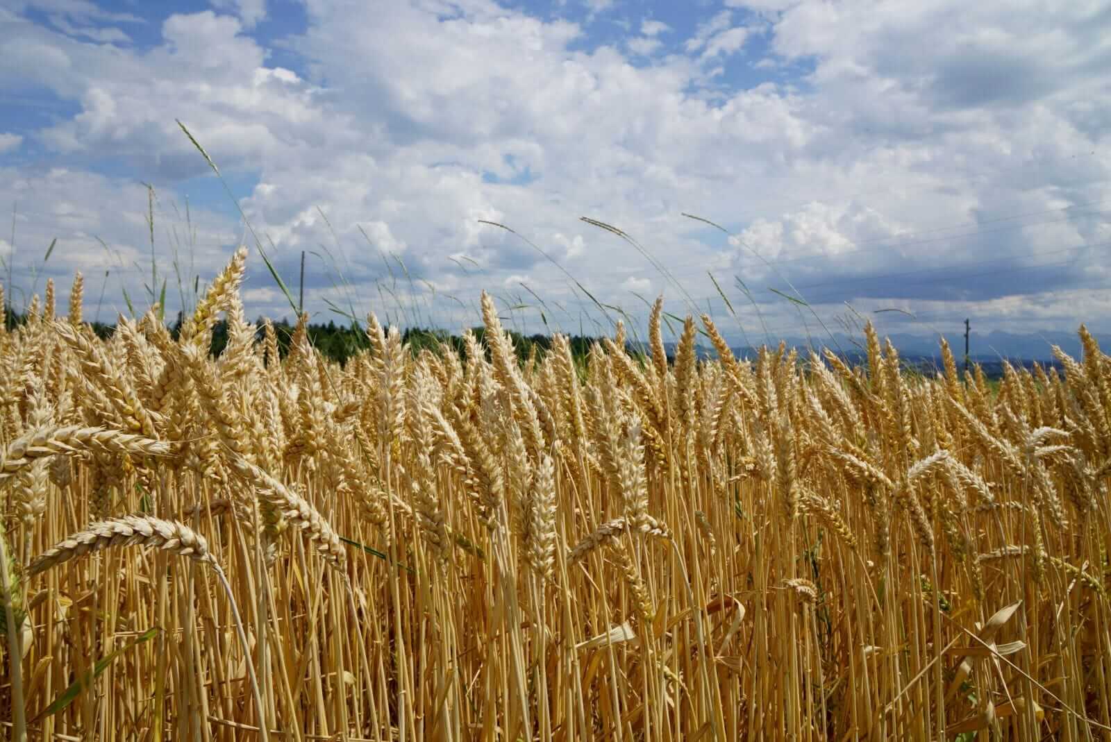 Wheat Posting Mixed Midday Trade