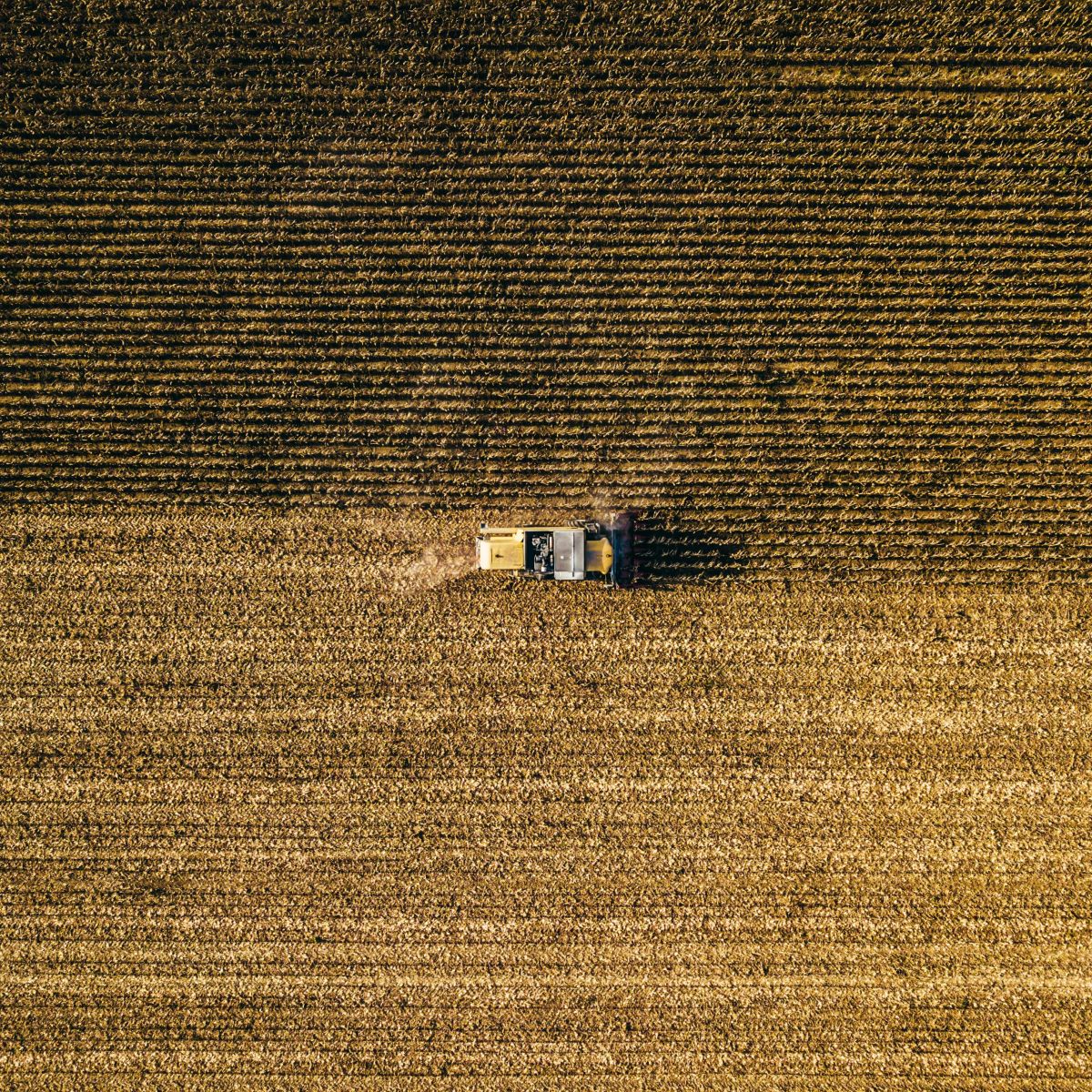 Wheat Extend Strength to Tuesday